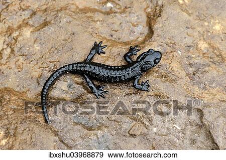 "Alpine Salamander (Salamandra atra), Bernese Oberland, Switzerland, Europe" View Large Photo Image Stock Photo - "Alpine Salamander (Salamandra atra), Bernese Oberland, Switzerland, Europe". Fotosearch