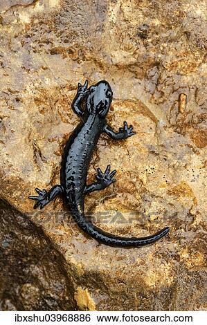 Stock Photograph - "Alpine Salamander (Salamandra atra), Bernese Oberland, Switzerland, Europe". Fotosearch