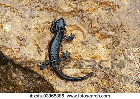 "Alpine Salamander (Salamandra atra), Bernese Oberland, Switzerland, Europe" View Large Photo Image Stock Photography - "Alpine Salamander (Salamandra atra), Bernese Oberland, Switzerland, Europe". Fotosearch