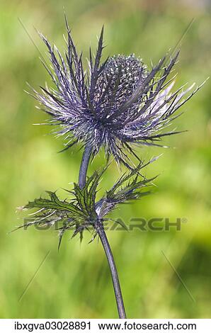 "Alpine Sea Holly, Alpine Eryngo or Queen of the Alps (Eryngium alpinum), inflorescence, Malbun, Liechtenstein Alps, Triesenberg, Liechtenstein, Europe" View Large Photo Image Stock Image - "Alpine Sea Holly, Alpine Eryngo or Queen of the Alps (Eryngium alpinum), inflorescence, Malbun, Liechtenstein Alps, Triesenberg, Liechtenstein, Europe". Fotosearch