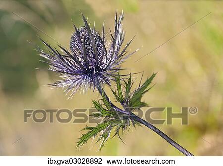 "Alpine Sea Holly, Alpine Eryngo or Queen of the Alps (Eryngium alpinum), inflorescence, Malbun, Liechtenstein Alps, Triesenberg, Liechtenstein, Europe" View Large Photo Image Stock Image - "Alpine Sea Holly, Alpine Eryngo or Queen of the Alps (Eryngium alpinum), inflorescence, Malbun, Liechtenstein Alps, Triesenberg, Liechtenstein, Europe". Fotosearch