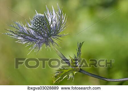 "Alpine Sea Holly, Alpine Eryngo or Queen of the Alps (Eryngium alpinum), inflorescence, Malbun, Liechtenstein Alps, Triesenberg, Liechtenstein, Europe" View Large Photo Image Stock Photo - "Alpine Sea Holly, Alpine Eryngo or Queen of the Alps (Eryngium alpinum), inflorescence, Malbun, Liechtenstein Alps, Triesenberg, Liechtenstein, Europe". Fotosearch
