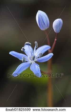 "Alpine squill (Scilla bifolia), Bavaria, Germany, Europe" View Large Photo Image Stock Photo - "Alpine squill (Scilla bifolia), Bavaria, Germany, Europe". Fotosearch