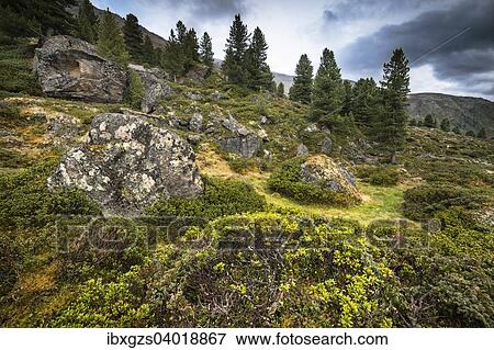 "Alpine terrain with rhododendron (Rhododendron hirsutum) and typical alpine flora, in the back pines (Pinus cembra), Juifenalm, Sellraintal, North Tyrol, Austria, Europe" View Large Photo Image Stock Photo - "Alpine terrain with rhododendron (Rhododendron hirsutum) and typical alpine flora, in the back pines (Pinus cembra), Juifenalm, Sellraintal, North Tyrol, Austria, Europe". Fotosearch