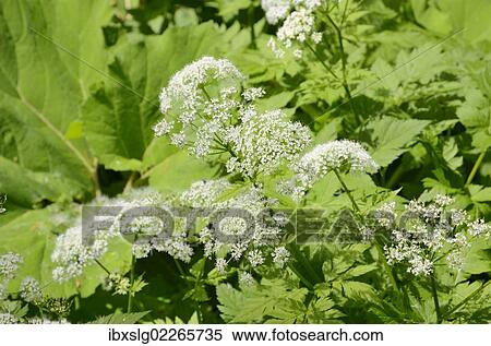 "Alpine upland floodplains vegetation with leaves of the Common Butterbur (Petasites hybridus) and flower of Ground Elder or Goutweed (Aegopodium podagraria), Bavaria, Germany, Europe" View Large Photo Image Stock Photography - "Alpine upland floodplains vegetation with leaves of the Common Butterbur (Petasites hybridus) and flower of Ground Elder or Goutweed (Aegopodium podagraria), Bavaria, Germany, Europe". Fotosearch