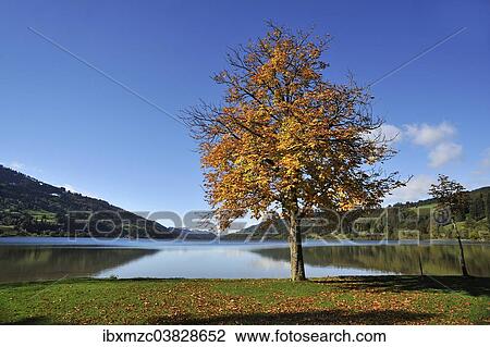 "Alpsee lake, Horse-chestnut (Aesculus hippocastanum) in autumn foliage at the front, Buhl am Alpsee, Upper Allgau, Bavaria, Germany, Europe" View Large Photo Image Stock Image - "Alpsee lake, Horse-chestnut (Aesculus hippocastanum) in autumn foliage at the front, Buhl am Alpsee, Upper Allgau, Bavaria, Germany, Europe". Fotosearch