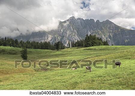 "Alpstein in Appenzell, Canton of St. Gallen, Switzerland, Europe" View Large Photo Image Stock Image - "Alpstein in Appenzell, Canton of St. Gallen, Switzerland, Europe". Fotosearch