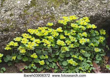 "Alternate-leaved golden saxifrage (Chrysosplenium alternifolium), Bavarian Forest, Bavaria, Germany, Europe" View Large Photo Image Stock Image - "Alternate-leaved golden saxifrage (Chrysosplenium alternifolium), Bavarian Forest, Bavaria, Germany, Europe". Fotosearch