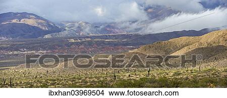 "Altiplano covered with Cardon cacti (Echinopsis atacamensis), near Cachi, Salta Province, Argentina, South America" View Large Photo Image Picture - "Altiplano covered with Cardon cacti (Echinopsis atacamensis), near Cachi, Salta Province, Argentina, South America". Fotosearch