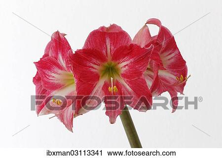 "Amaryllis flowers (Hippeastrum """"Neon"""")" View Large Photo Image Stock Image - "Amaryllis flowers (Hippeastrum """"Neon"""")". Fotosearch