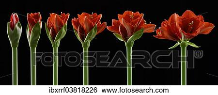 "Amaryllis, flowers in different stages of growth, from the bud opening to flowering" View Large Photo Image Stock Photograph - "Amaryllis, flowers in different stages of growth, from the bud opening to flowering". Fotosearch