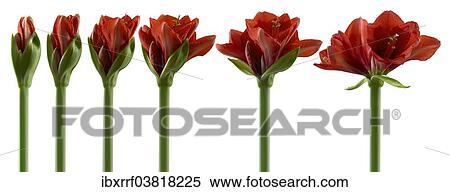 "Amaryllis, flowers in various stages of growth, from the bud opening to flowering" View Large Photo Image Stock Photography - "Amaryllis, flowers in various stages of growth, from the bud opening to flowering". Fotosearch