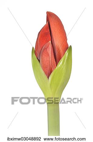 "Amaryllis (Hippeastrum), flower bud opening" View Large Photo Image Stock Image - "Amaryllis (Hippeastrum), flower bud opening". Fotosearch