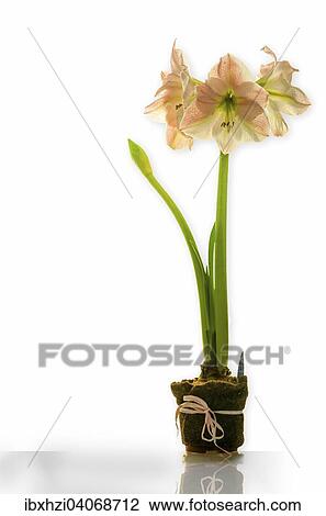 Amaryllis with three blooms and new bud with long stem in decorative pot View Large Photo Image Stock Image - Amaryllis with three blooms and new bud with long stem in decorative pot. Fotosearch