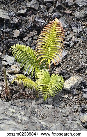 Stock Photo - "Ama'u fern (Sadleria cyatheoides), endemic to Hawaii, volcanic zone, Mauna Ulu, Hawai??i Volcanoes National Park, Big Island, Hawaii, USA". Fotosearch