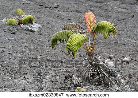 "Ama'u fern (Sadleria cyatheoides), with a red """"scar"""", according to legend, the place where demigod Kamapua'a was struck by the fire goddess Pele with hot lava, Mauna Ulu, Big Island, Hawaii, USA" View Large Photo Image Stock Photo - "Ama'u fern (Sadleria cyatheoides), with a red """"scar"""", according to legend, the place where demigod Kamapua'a was struck by the fire goddess Pele with hot lava, Mauna Ulu, Big Island, Hawaii, USA". Fotosearch