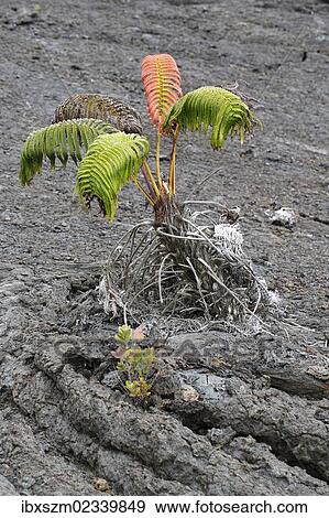 "Ama'u fern (Sadleria cyatheoides), with a red """"scar"""", according to legend, the place where demigod Kamapua'a was struck by the fire goddess Pele with hot lava, Mauna Ulu, Big Island, Hawaii, USA" View Large Photo Image Stock Photo - "Ama'u fern (Sadleria cyatheoides), with a red """"scar"""", according to legend, the place where demigod Kamapua'a was struck by the fire goddess Pele with hot lava, Mauna Ulu, Big Island, Hawaii, USA". Fotosearch