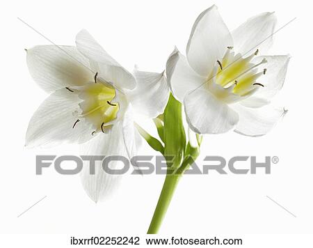 Stock Image - Amazon Lily (Eucharis grandiflora). Fotosearch