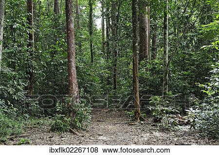 "Amazon rainforest, Belem, state of Para, Brazil, South America" View Large Photo Image Stock Photo - "Amazon rainforest, Belem, state of Para, Brazil, South America". Fotosearch
