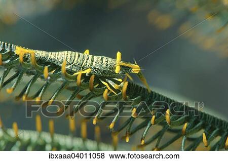 "Amboinensis Crinoid Shrimp (Periclimenes amboinensis), Bohol Sea, Philippines, Asia" View Large Photo Image Stock Photo - "Amboinensis Crinoid Shrimp (Periclimenes amboinensis), Bohol Sea, Philippines, Asia". Fotosearch