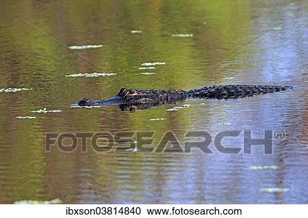 "American Alligator (Alligator mississippiensis) in water, Wakodahatchee Wetlands, Delray Beach, Florida, United States, North America" View Large Photo Image Stock Image - "American Alligator (Alligator mississippiensis) in water, Wakodahatchee Wetlands, Delray Beach, Florida, United States, North America". Fotosearch
