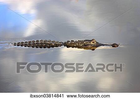"American Alligator (Alligator mississippiensis) in water, Wakodahatchee Wetlands, Delray Beach, Florida, United States, North America" View Large Photo Image Stock Image - "American Alligator (Alligator mississippiensis) in water, Wakodahatchee Wetlands, Delray Beach, Florida, United States, North America". Fotosearch