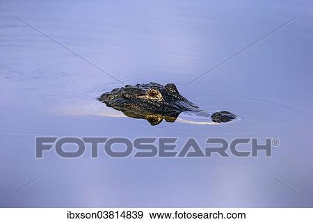 "American Alligator (Alligator mississippiensis) in water, Wakodahatchee Wetlands, Delray Beach, Florida, United States, North America" View Large Photo Image Stock Photo - "American Alligator (Alligator mississippiensis) in water, Wakodahatchee Wetlands, Delray Beach, Florida, United States, North America". Fotosearch