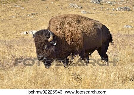 "American Bison (Bison bison), Hot Springs Park, Thermopolis, Wyoming, USA" View Large Photo Image Stock Image - "American Bison (Bison bison), Hot Springs Park, Thermopolis, Wyoming, USA". Fotosearch