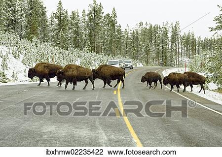 "American bisons (Bison bison) crossing the road leading to Old Faithful, Yellowstone National Park, Wyoming, USA" View Large Photo Image Stock Image - "American bisons (Bison bison) crossing the road leading to Old Faithful, Yellowstone National Park, Wyoming, USA". Fotosearch