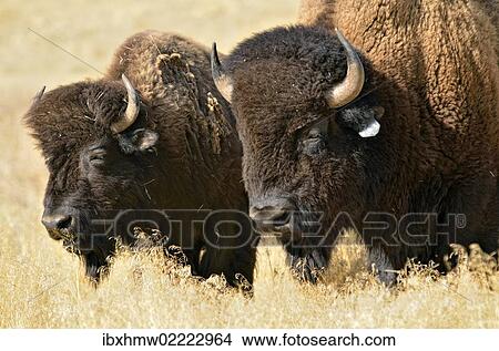 "American bisons (Bison bison), Hot Springs Park, Thermopolis, Wyoming, USA" View Large Photo Image Picture - "American bisons (Bison bison), Hot Springs Park, Thermopolis, Wyoming, USA". Fotosearch