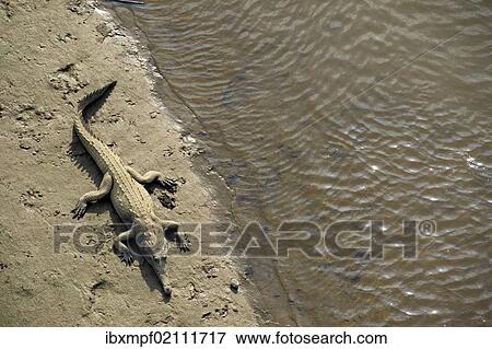 Stock Photo - "American crocodile (Crocodylus acutus), Tarcoles, Parque Nacional Carara National Park, Costa Rica, Central America, North America". Fotosearch