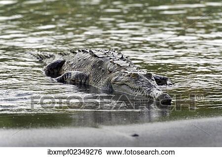 "American Crocodile (Crocodylus acutus), Sirena, Corcovado National Park, Puntarenas Province, Costa Rica, Central America, North America" View Large Photo Image Stock Photograph - "American Crocodile (Crocodylus acutus), Sirena, Corcovado National Park, Puntarenas Province, Costa Rica, Central America, North America". Fotosearch