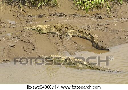 Stock Photo - "American Crocodiles (Crocodylus acutus) on the Rio Grande de Tarcoles, Puntarenas Province, Costa Rica, North America". Fotosearch