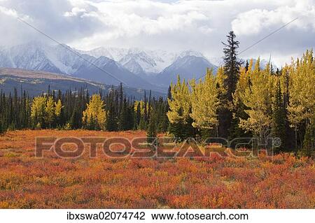 "American dwarf birch, Resin birch or Shrub birch (Betula glandulosa) in Indian Summer, autumn, leaves in fall colours, St. Elias Mountains, Kluane and Boundary Ranges behind, Kluane National Park and Reserve, Yukon Territory, Canada, North America" View Large Photo Image Stock Image - "American dwarf birch, Resin birch or Shrub birch (Betula glandulosa) in Indian Summer, autumn, leaves in fall colours, St. Elias Mountains, Kluane and Boundary Ranges behind, Kluane National Park and Reserve, Yukon Territory, Canada, North America". Fotosearch