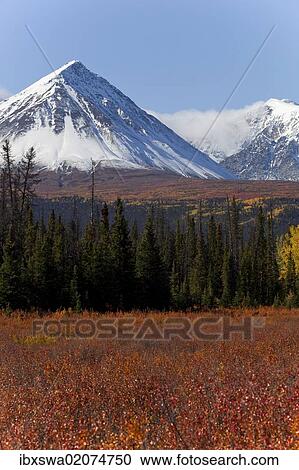 "American dwarf birch, Resin birch or Shrub birch (Betula glandulosa) in Indian Summer, autumn, leaves in fall colours, St. Elias Mountains, Kluane and Boundary Ranges behind, Kluane National Park and Reserve, Yukon Territory, Canada, North America" View Large Photo Image Stock Image - "American dwarf birch, Resin birch or Shrub birch (Betula glandulosa) in Indian Summer, autumn, leaves in fall colours, St. Elias Mountains, Kluane and Boundary Ranges behind, Kluane National Park and Reserve, Yukon Territory, Canada, North America". Fotosearch