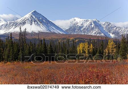Stock Photo - "American dwarf birch, Resin birch or Shrub birch (Betula glandulosa) in Indian Summer, autumn, leaves in fall colours, St. Elias Mountains, Kluane and Boundary Ranges behind, Kluane National Park and Reserve, Yukon Territory, Canada, North America". Fotosearch