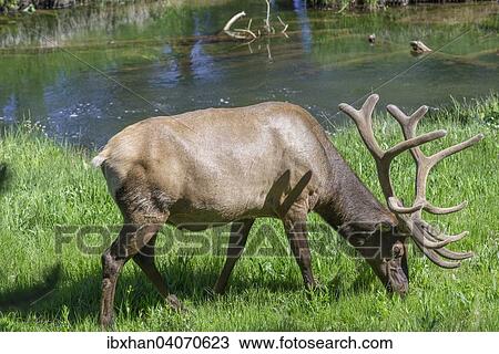 "American Elk or Wapiti (Cervus canadensis), adult male, Yellowstone National Park, Wyoming, United States, North America" View Large Photo Image Stock Image - "American Elk or Wapiti (Cervus canadensis), adult male, Yellowstone National Park, Wyoming, United States, North America". Fotosearch