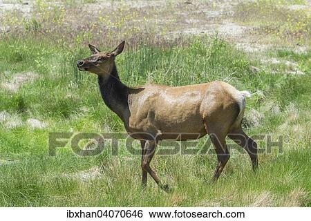 "American Elk or Wapiti (Cervus canadensis), female, Mammoth Hot Springs, Yellowstone National Park, Wyoming, United States, North America" View Large Photo Image Stock Photograph - "American Elk or Wapiti (Cervus canadensis), female, Mammoth Hot Springs, Yellowstone National Park, Wyoming, United States, North America". Fotosearch