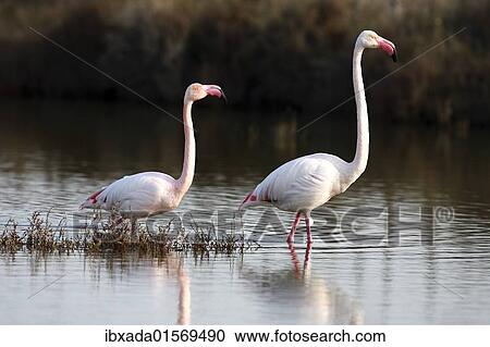 Stock Image - "American flamingo (Phoenicopterus ruber), couple wading through shallow water, Camargue, France, Europe". Fotosearch