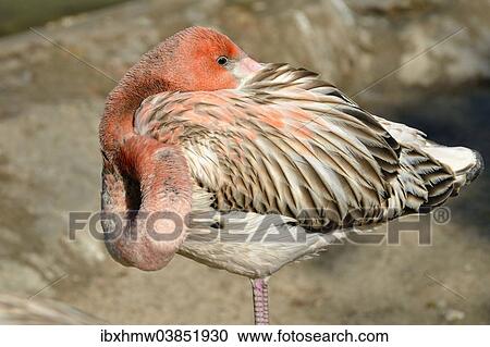 "American Flamingo (Phoenicopterus ruber ruber), young in sleeping position, captive, California, United States, North America" View Large Photo Image Stock Image - "American Flamingo (Phoenicopterus ruber ruber), young in sleeping position, captive, California, United States, North America". Fotosearch