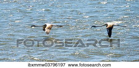 "American Flamingo (Phoenicopterus ruber), Lesser Flamingo (Phoeniconaias minor) in Walvis Bay, Namibia, Africa" View Large Photo Image Stock Photo - "American Flamingo (Phoenicopterus ruber), Lesser Flamingo (Phoeniconaias minor) in Walvis Bay, Namibia, Africa". Fotosearch