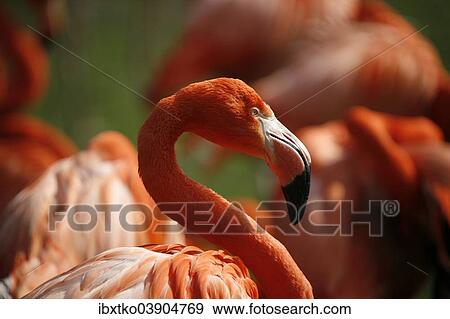 "American Flamingo (Phoenicopterus ruber), captive, Germany, Europe" View Large Photo Image Stock Photo - "American Flamingo (Phoenicopterus ruber), captive, Germany, Europe". Fotosearch