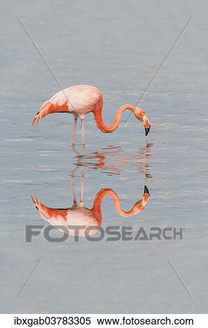 "American Flamingo (Phoenicopterus ruber), Galapagos" View Large Photo Image Stock Photography - "American Flamingo (Phoenicopterus ruber), Galapagos". Fotosearch