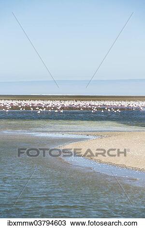 "American Flamingoes (Phoenicopterus ruber), Lesser Flamingoes (Phoeniconaias minor), flamingo colony on sand bank at Walvis Bay, Namibia, Africa" View Large Photo Image Stock Image - "American Flamingoes (Phoenicopterus ruber), Lesser Flamingoes (Phoeniconaias minor), flamingo colony on sand bank at Walvis Bay, Namibia, Africa". Fotosearch