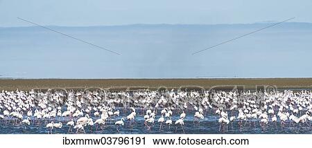 "American Flamingoes (Phoenicopterus ruber), Lesser Flamingoes (Phoeniconaias minor), flamingo colony on sand bank at Walvis Bay, Namibia, Africa" View Large Photo Image Stock Image - "American Flamingoes (Phoenicopterus ruber), Lesser Flamingoes (Phoeniconaias minor), flamingo colony on sand bank at Walvis Bay, Namibia, Africa". Fotosearch