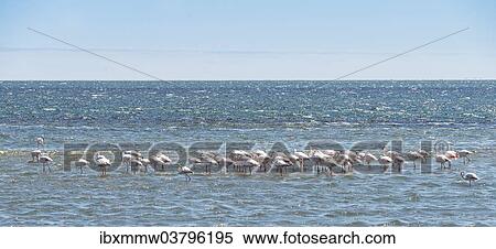 Stock Photography - "American Flamingoes (Phoenicopterus ruber), Lesser Flamingoes (Phoeniconaias minor) in Walvis Bay, Namibia, Africa". Fotosearch