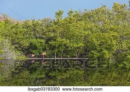 "American Flamingos (Phoenicopterus ruber), Galapagos" View Large Photo Image Stock Image - "American Flamingos (Phoenicopterus ruber), Galapagos". Fotosearch