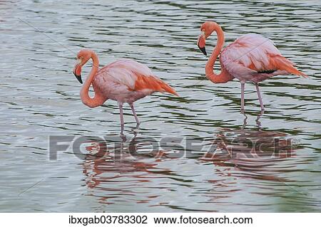 "American Flamingos (Phoenicopterus ruber), Galapagos" View Large Photo Image Stock Image - "American Flamingos (Phoenicopterus ruber), Galapagos". Fotosearch