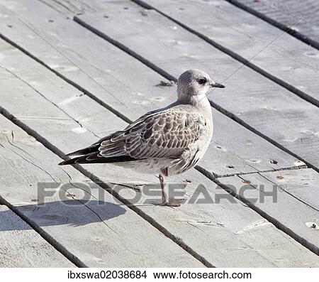 "American Herring Gull or Smithsonian Gull (Larus smithsonianus, Larus argentatus), juvenile, Atlin Lake, British Columbia, BC, Canada, North America" View Large Photo Image Picture - "American Herring Gull or Smithsonian Gull (Larus smithsonianus, Larus argentatus), juvenile, Atlin Lake, British Columbia, BC, Canada, North America". Fotosearch