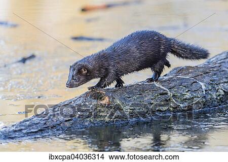 Picture - "American mink (Neovison vison), on tree trunk, Masuria, Poland, Europe". Fotosearch